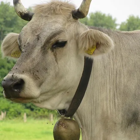 Guest house Am Radweg & Ristorante Juani 3*