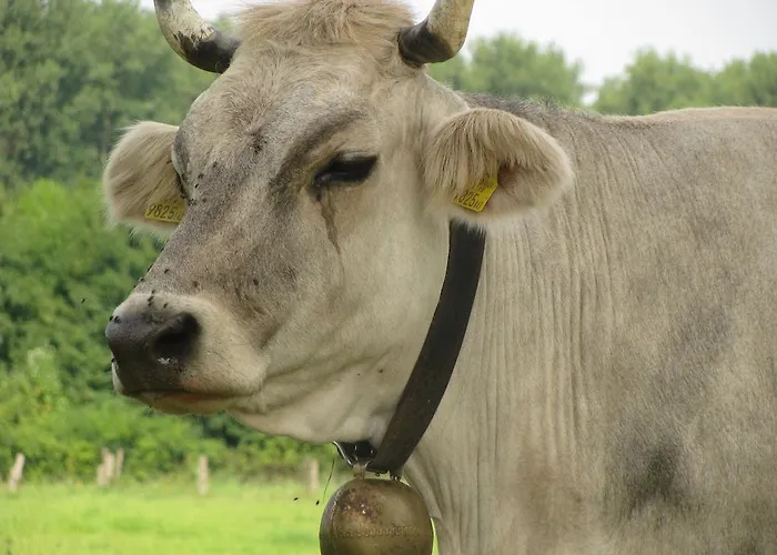 Guest house Am Radweg & Ristorante Juani 3*